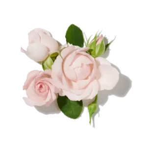 Rose de Damas