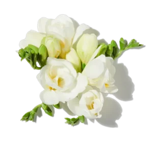 Freesia