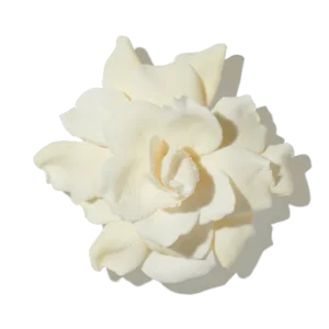 Gardènia