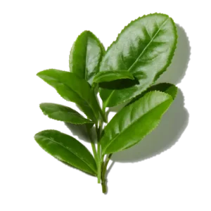 Thè Vert