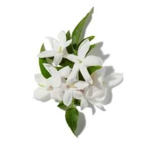 Jasmin Sambac