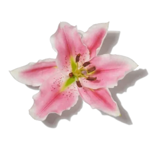 Lys