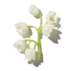 Muguet