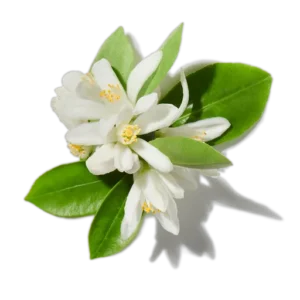 Fleur d'oranger