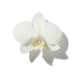 Orchidée