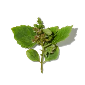 Patchouli