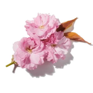 Fleur de poirier