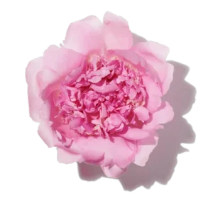 Pivoine
