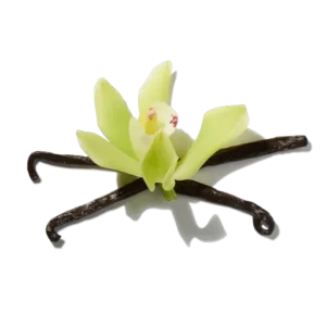 Orchidée vanillée