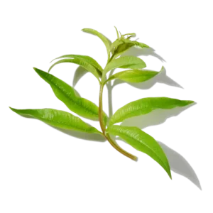 Verveine