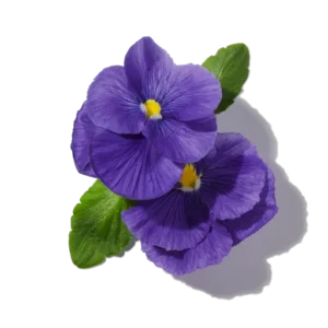 Violette