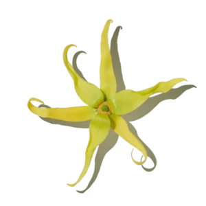 Ylang-ylang
