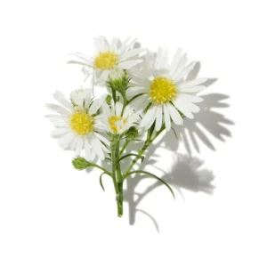 Camomille